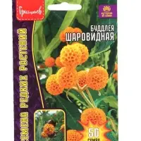 Семена цветов Буддлея Шаровидная   50шт. АКЦИЯ 12.28 г.