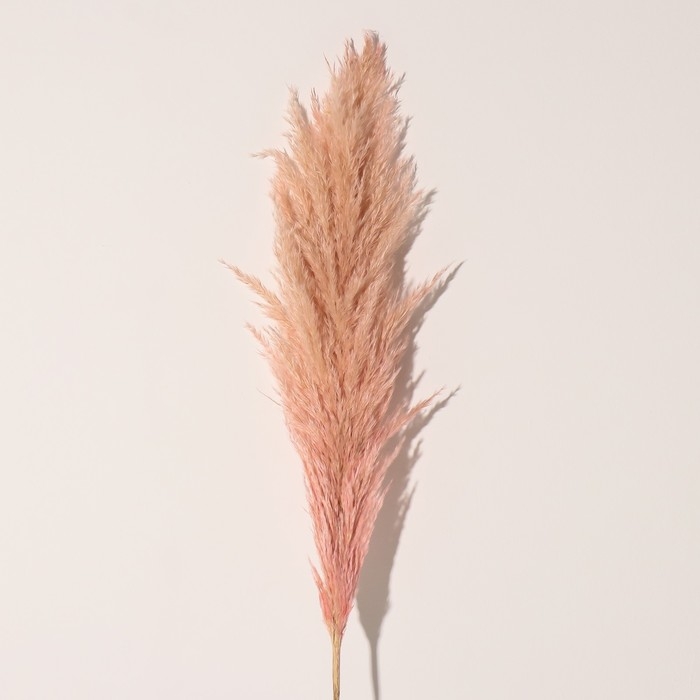 Сухоцвет "Кортадерия", 1 ветка, длина 140-150 см, персиковый
