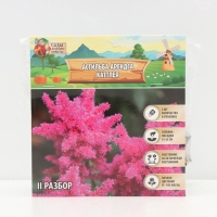 Астильба Арендса Cattleya многолетник, корневище в торфогрунте, р-р II, 2 шт.