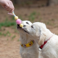 Игрушка жевательная Пижон Premium на верёвке, 3 элемента, термопластичная резина, микс Игрушка жевательная Пижон Premium на верёвке, 3 элемента, термопластичная резина, микс