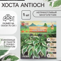 Хоста Antioch, корневище в пакете с торфогрунтом, р-р I, размер ML,1 шт.