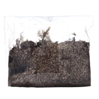 Флокс метельчтый "Miss holland" р-р II, 2 шт, Весна 2025, ЭКОНОМ,