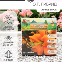 Лилия О.Т. Гибрид Orange Space, луковица в пакете с перфорацией, р-р 12/14, 2 шт.