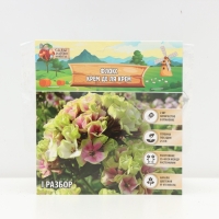 Флокс &laquo;Крем де ля Крем&raquo; корневище в пакете с торфогрунтом, р-р I, 2 шт.