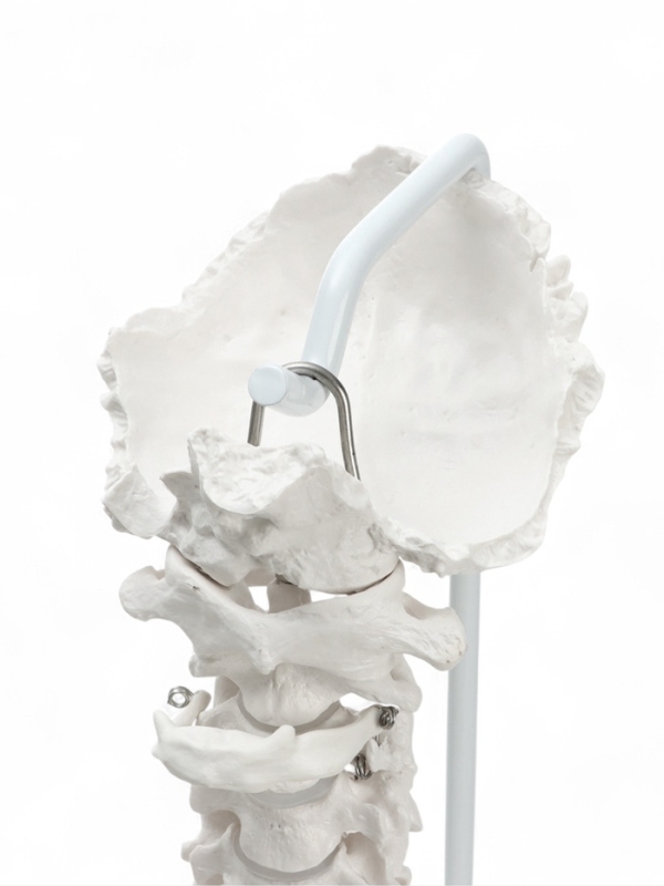 Макет "Поясничный отдел позвоночника, тазобедренный сустав" 40*26см