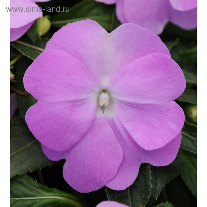 Семена цветов Бальзамин Хокера Дивайн Блю Перл 100 шт Семена цветов Бальзамин Хокера Дивайн Блю Перл 100 шт