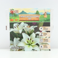 Лилия Азиатская Кашпо Gwen, луковица в пакете с перфорацией, р-р 12/14, 2 шт.