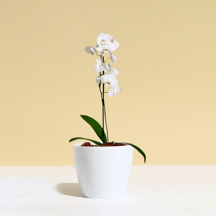 Горшок для цветов, d = 12,5 см, 1 л, пластик, белый