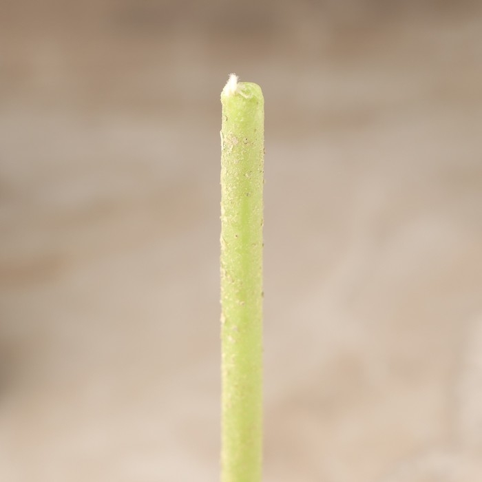 Свеча магическая восковая Свеча магическая восковая "Укрепление здоровья", с эвкалиптом, 16х0,6 см, зеленый