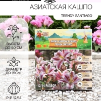 Лилия Азиатская Кашпо Trendy Santiago, луковица в пакете с перфорацией, р-р 12/14, 2 шт. Лилия Азиатская Кашпо Trendy Santiago, луковица в пакете с перфорацией, р-р 12/14, 2 шт.