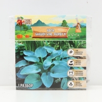 Хоста Buckshaw Blue, корневище в пакете с торфогрунтом, р-р I, размер M,1 шт.