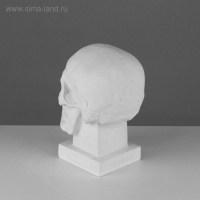 Гипсовая фигура анатомическая: ЧЕРЕП (слепок с натурального), 19 х 14 х 25 см Гипсовая фигура анатомическая: ЧЕРЕП (слепок с натурального), 19 х 14 х 25 см