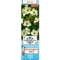 Лапчатка кустарниковая (Серия Северный сад) &laquo;Эбботсвуд&raquo; саженец, декоративный, цветущий, 1 шт., туба