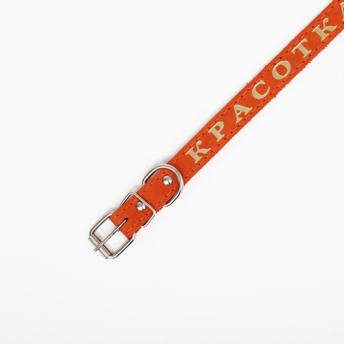 Ошейник кожаный однослойный, тиснёный  &laquo;Красотка&raquo;, 48 х 2 см, ОШ 32-43 см, микс цветов