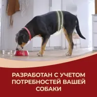 Сухой корм Purina One medium/maxi для взрослых собак, курица/рис, 10 кг