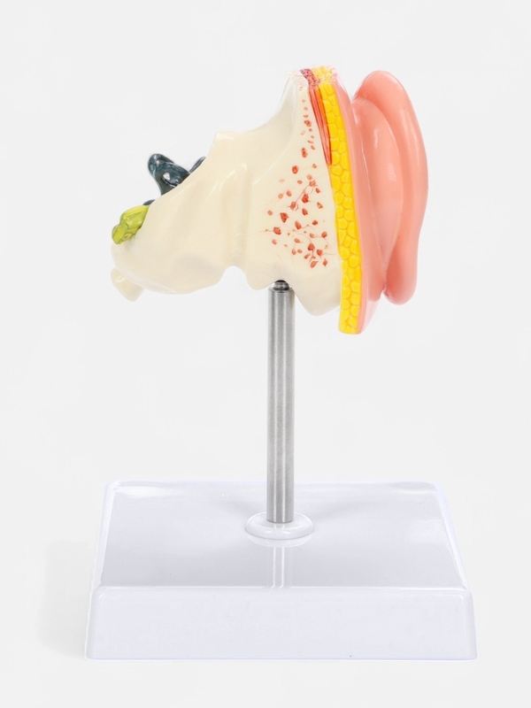 Макет "Ухо в разрезе" 9*7*4см