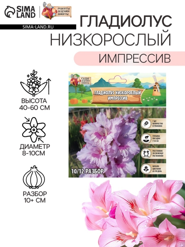 Гладиолус Низкорослый &laquo;Импрессив&raquo;, луковица цветов в пакете с перфорацией, р-р 10+, 7 шт.