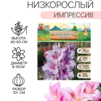 Гладиолус Низкорослый &laquo;Импрессив&raquo;, луковица цветов в пакете с перфорацией, р-р 10+, 7 шт.