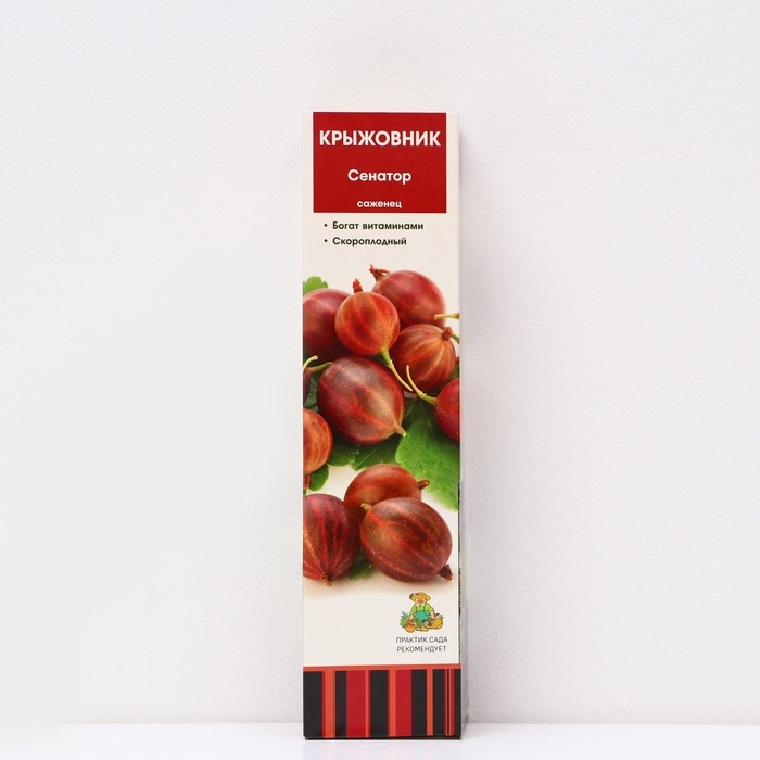 Крыжовник "Сенатор", 1 шт, туба, Весна 2025