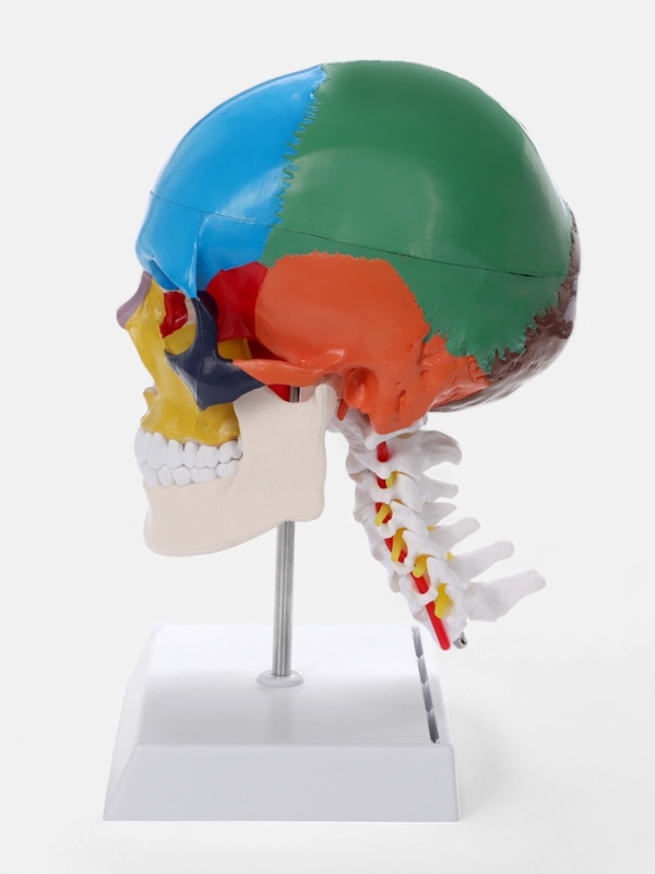 Макет "Череп с мозгом" разборный 27*19*12см
