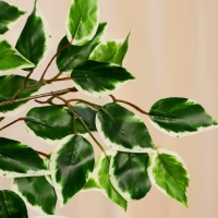 Дерево искусственное "Фикус Бенджамина" 165 см Дерево искусственное "Фикус Бенджамина" 165 см