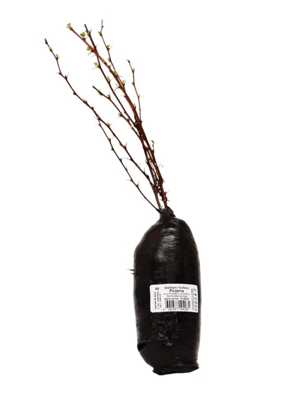 Барбарис Тунберга «Розетта» ,саженец, 1 шт., туба Барбарис Тунберга «Розетта» ,саженец, 1 шт., туба