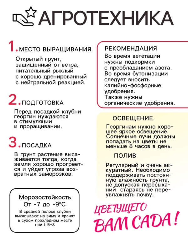 Георгина Декоративная &laquo;Сиса&raquo;, клубелуковица в упаковке, р-р I, 1 шт.