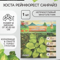 Хоста &laquo;Рейнфорест Санрайз&raquo;, корневище в пакете с торфогрунтом, р-р I, 1 шт.