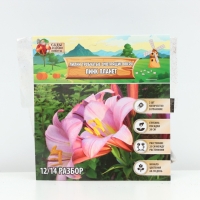 Лилии Трубчатые смотрящие вверх Pink Planet, луковица в пакете с перфорацией, р-р 14/16, 2 шт.