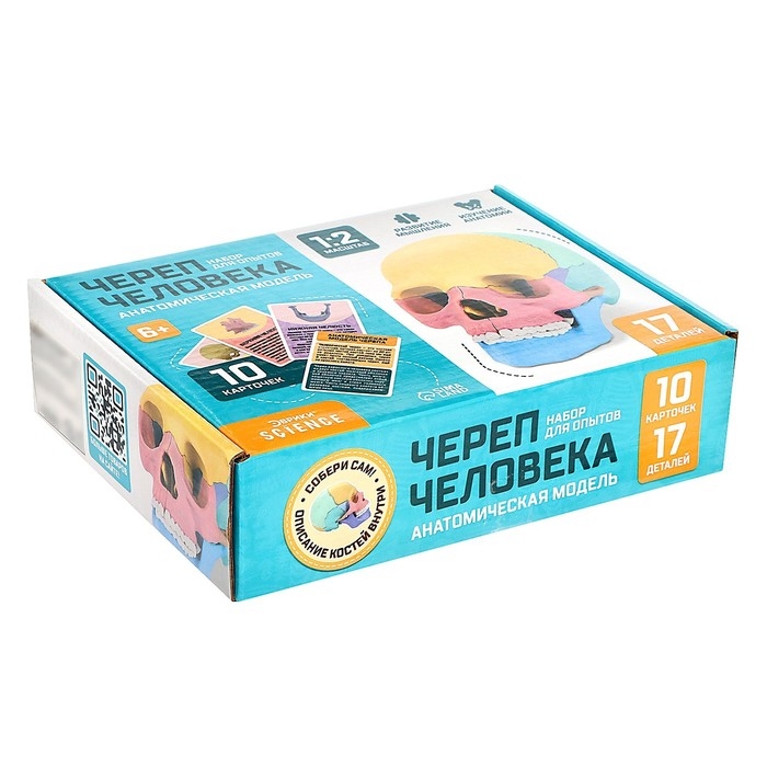 Набор для опытов &laquo;Череп человека&raquo;, анатомическая модель