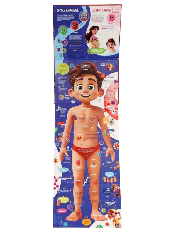 Книга - раскладушка детская &laquo;Как устроено моё тело&raquo;, 40 окошек