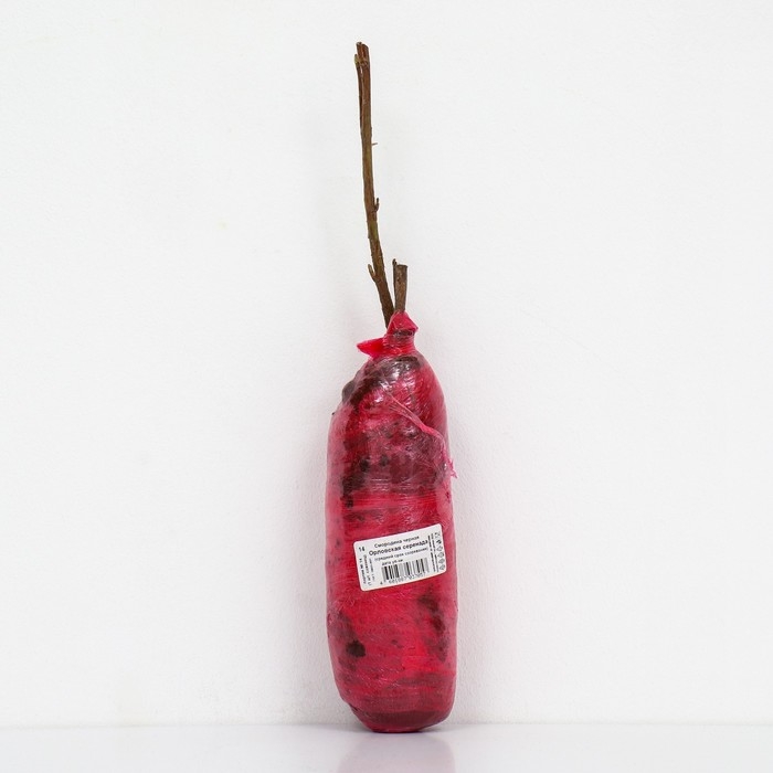 Смородина черная &laquo;Орловская серенада &raquo;, перспективные сорта, саженец, 1 шт., туба