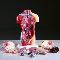 Макет "Торс человека" 42 см Макет "Торс человека" 42 см