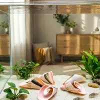 Набор ракушек декоративных, длина 4 см, 5 шт