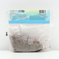 Лилии видовые Zeba, луковица в пакете с перфорацией, р-р 12/14, 2 шт.