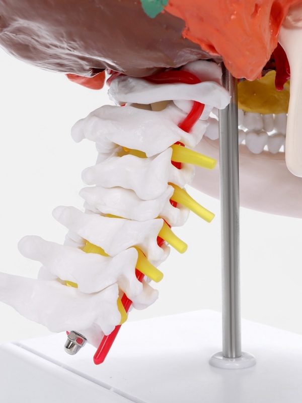 Макет "Череп с мозгом" разборный 27*19*12см