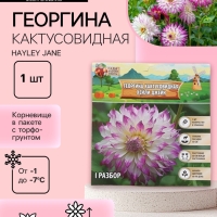 Георгина Кактусовидная HAYLEY JANE, клубелуковица в упаковке, р-р I, 1 шт.