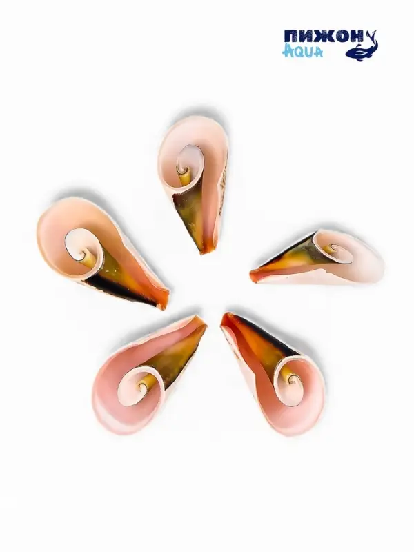 Набор ракушек декоративных, длина 4 см, 5 шт