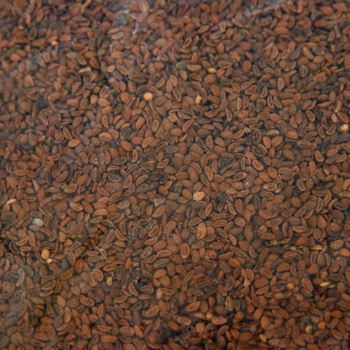 Семена Фацелия "Рецепты дедушки Никиты", 1 кг