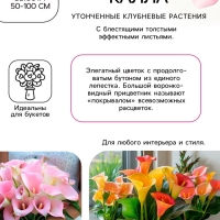 Калла &laquo;Смесь&raquo;, клубнелуковица в пакете с перфорацией, р-р 10/12, 5 шт.