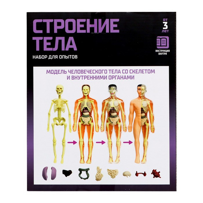 Набор для опытов &laquo;Строение тела&raquo;, анатомия человека