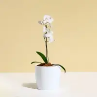 Кашпо для цветов, d=10 см, 0.5 л, пластик, белое