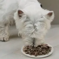 Влажный корм Cesar для собак, ягненок с овощами в соусе, пауч, 85 г