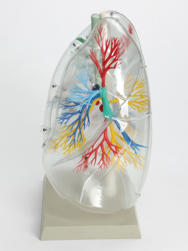 Макет "Лёгкие"