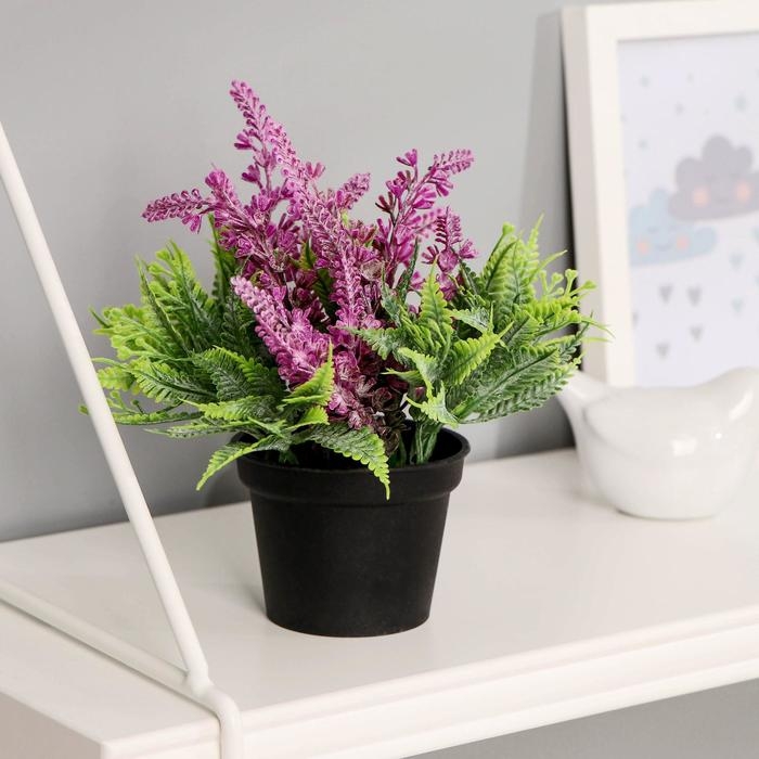 Бонсай в горшке Бонсай в горшке "Лаванда с папоротником" 6,5х12 см, микс