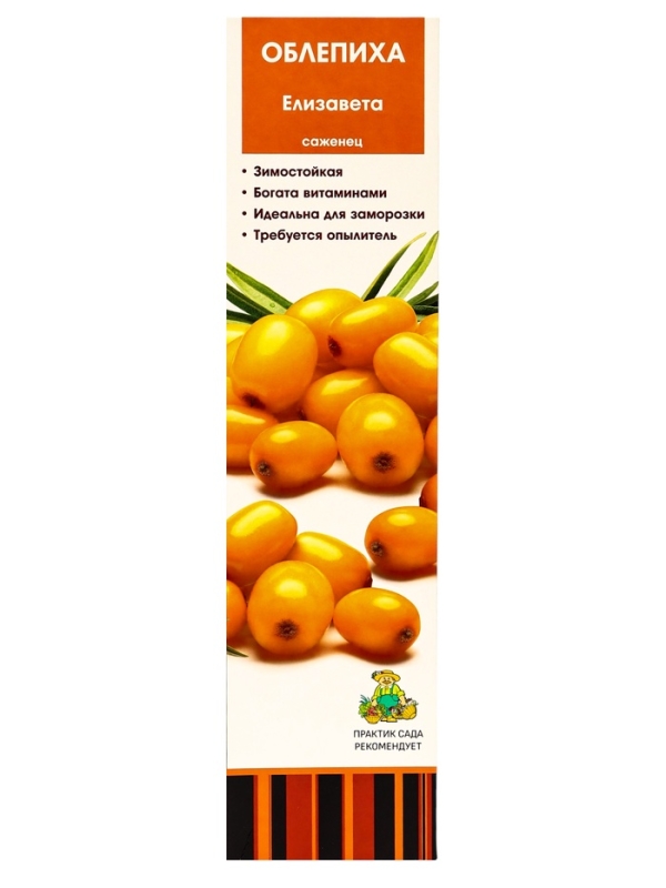 Саженец Облепиха &laquo;Елизавета &raquo;, плодовый, 1 шт., туба
