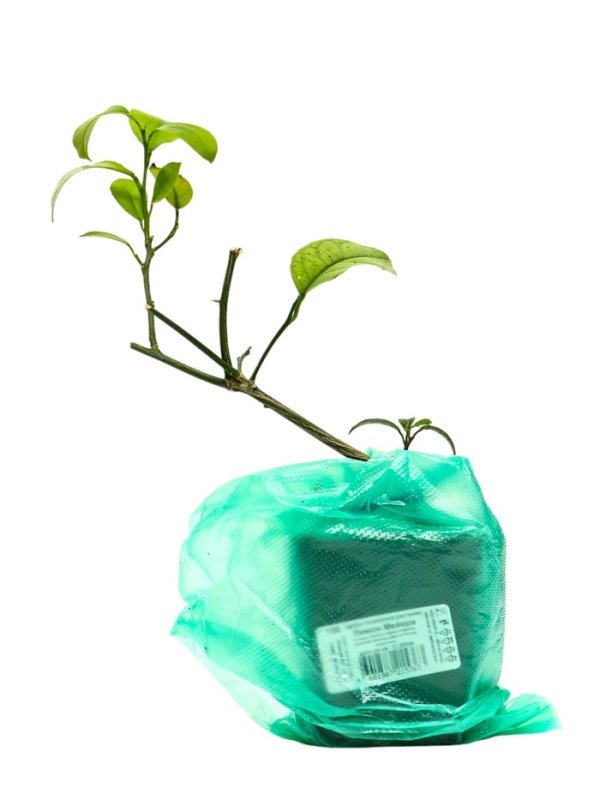 Цитрус "Лимон Мейера", туба, 1 шт, Весна 2025