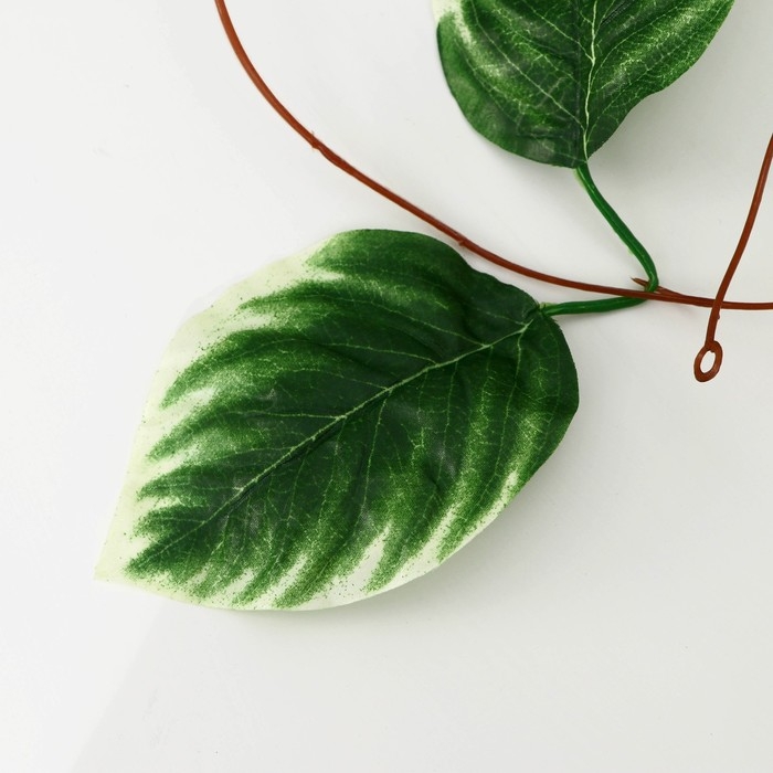 Лиана Лиана "Калатея полосатая" 230 см цена за 1шт(в упаковке 5шт)