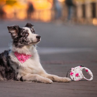 Рулетка "Лапа", 5 м, до 35 кг, принт цветы Рулетка "Лапа", 5 м, до 35 кг, принт цветы