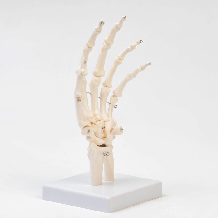 Макет "Кистевой сустав" 25*11*11см
